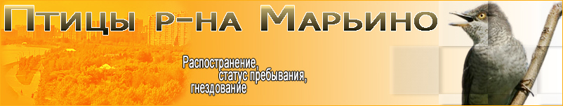 Птицы Марьино